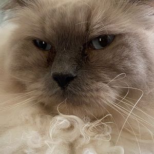 Meet your Posher, Anup